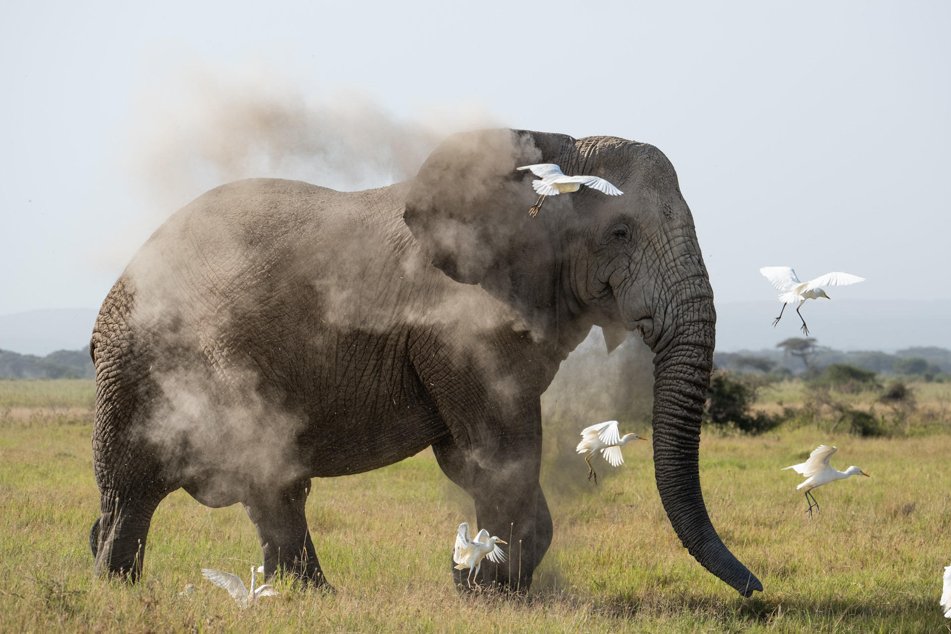 Elephant in Amboseli, Kenya